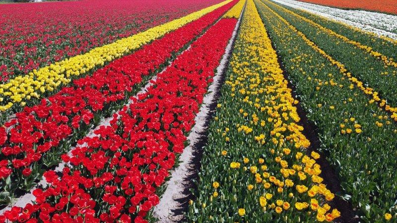 Hollanda'nın lale tarlaları