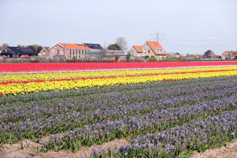 Hollanda'nın lale tarlaları