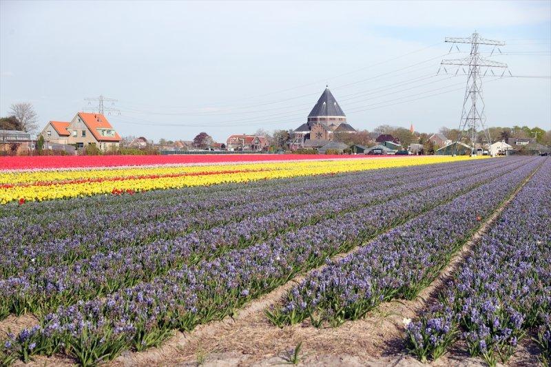 Hollanda'nın lale tarlaları