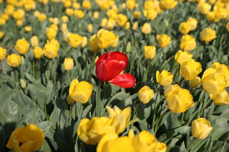 Hollanda'nın lale tarlaları