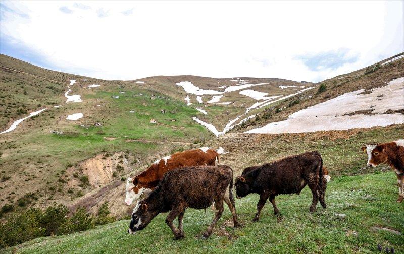 Limni Gölü, baharla birlikte ziyarete açıldı