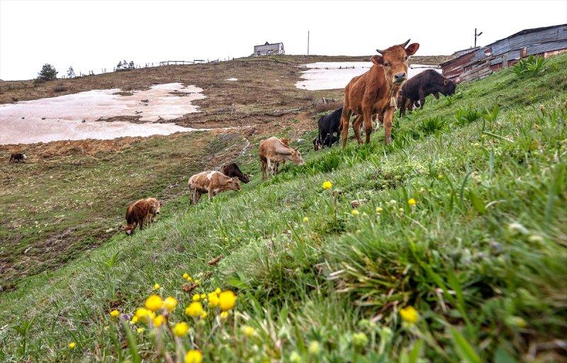 Limni Gölü, baharla birlikte ziyarete açıldı
