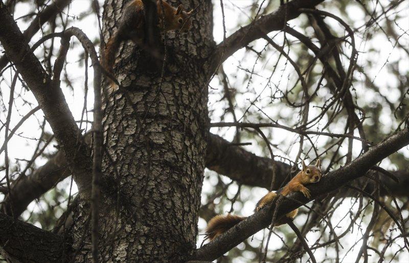 Meclis'in 'botanik parkı'