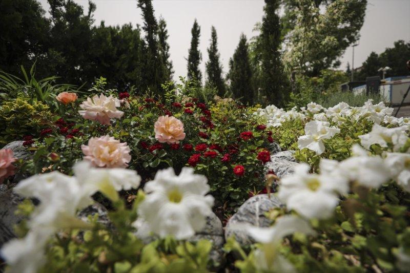 Meclis'in 'botanik parkı'