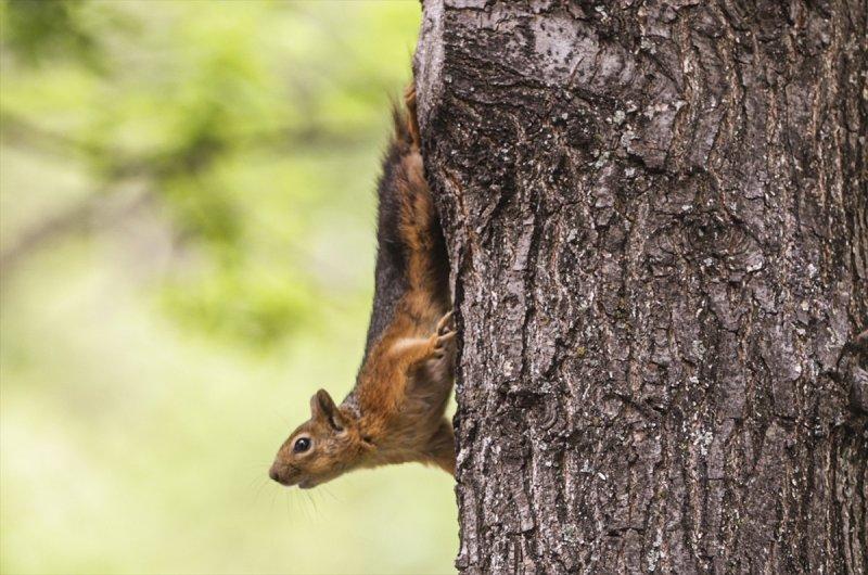 Meclis'in 'botanik parkı'