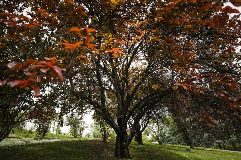 Meclis'in 'botanik parkı'