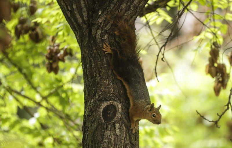 Meclis'in 'botanik parkı'