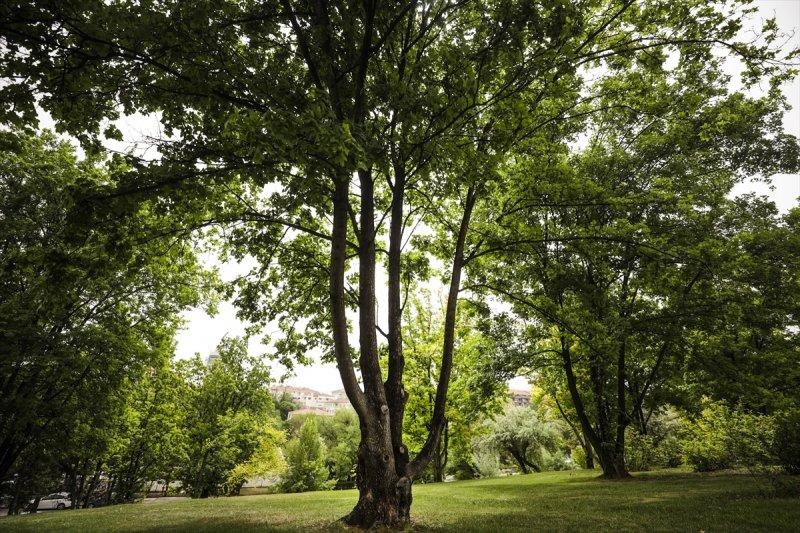 Meclis'in 'botanik parkı'