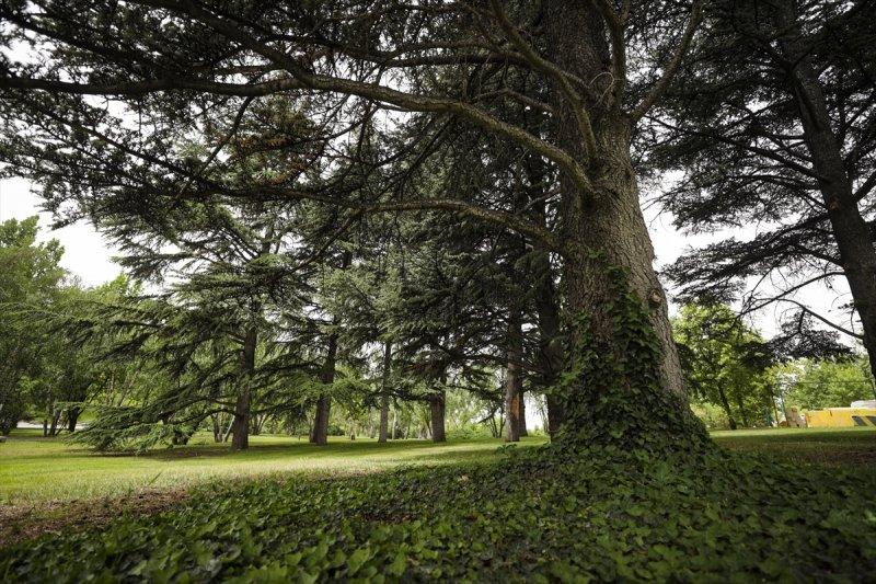 Meclis'in 'botanik parkı'