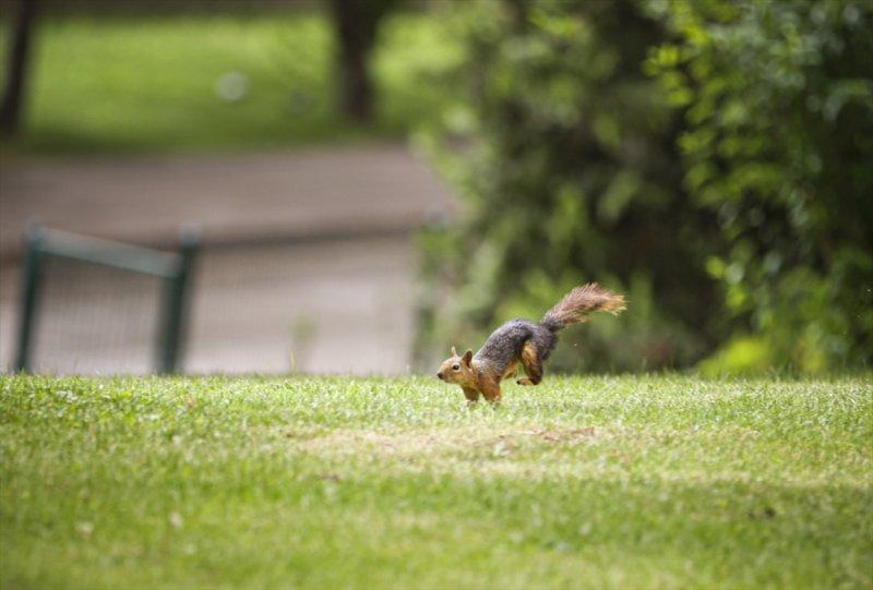 Meclis'in 'botanik parkı'