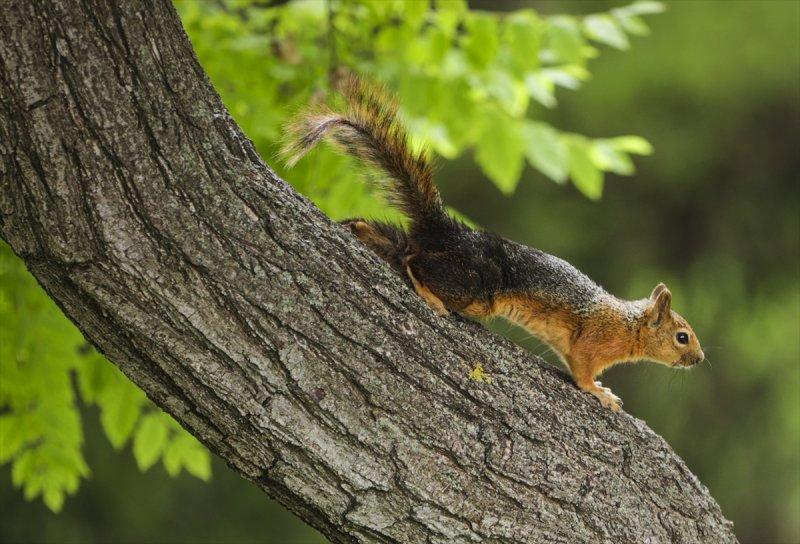 Meclis'in 'botanik parkı'