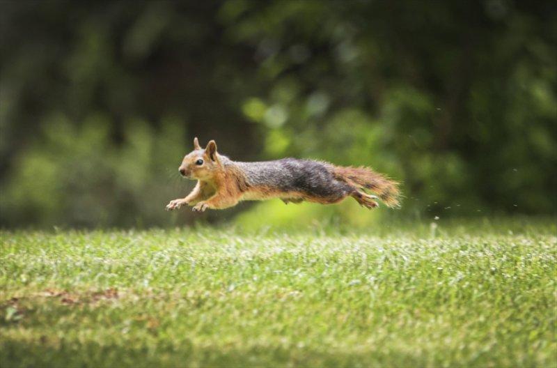 Meclis'in 'botanik parkı'