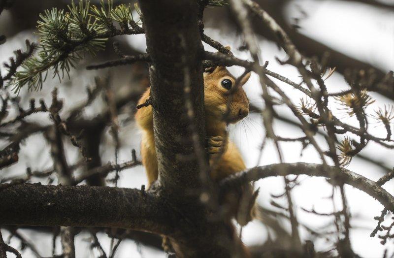 Meclis'in 'botanik parkı'