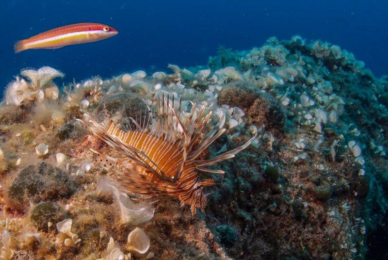 Aslan balığı, dalgıçların kadrajına girdi