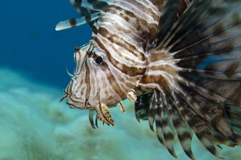 Aslan balığı, dalgıçların kadrajına girdi