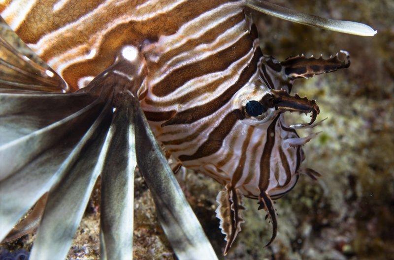 Aslan balığı, dalgıçların kadrajına girdi