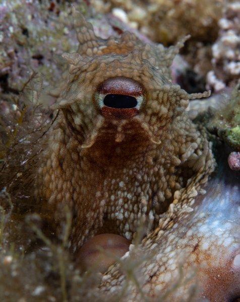 Aslan balığı, dalgıçların kadrajına girdi