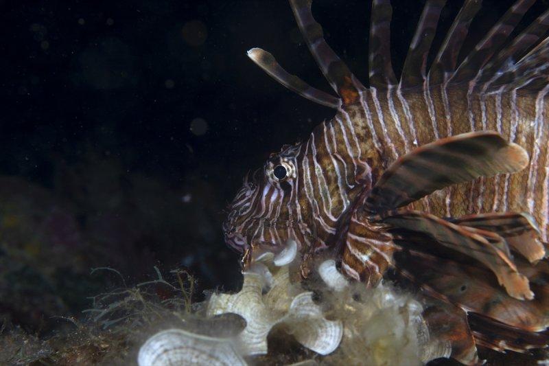 Aslan balığı, dalgıçların kadrajına girdi