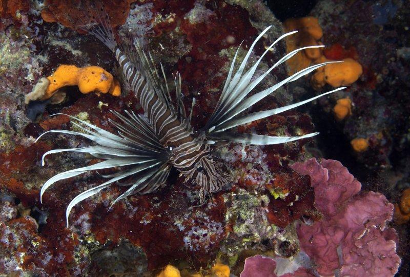 Aslan balığı, dalgıçların kadrajına girdi