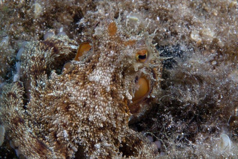 Aslan balığı, dalgıçların kadrajına girdi