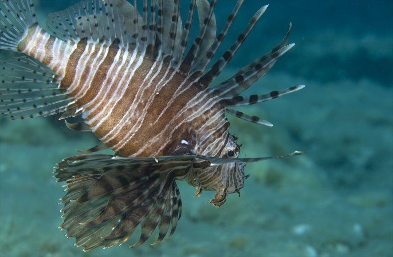 Aslan balığı, dalgıçların kadrajına girdi