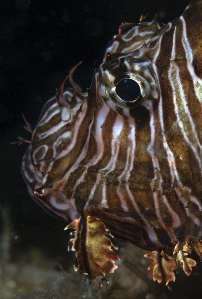 Aslan balığı, dalgıçların kadrajına girdi