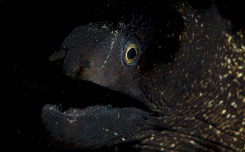 Aslan balığı, dalgıçların kadrajına girdi