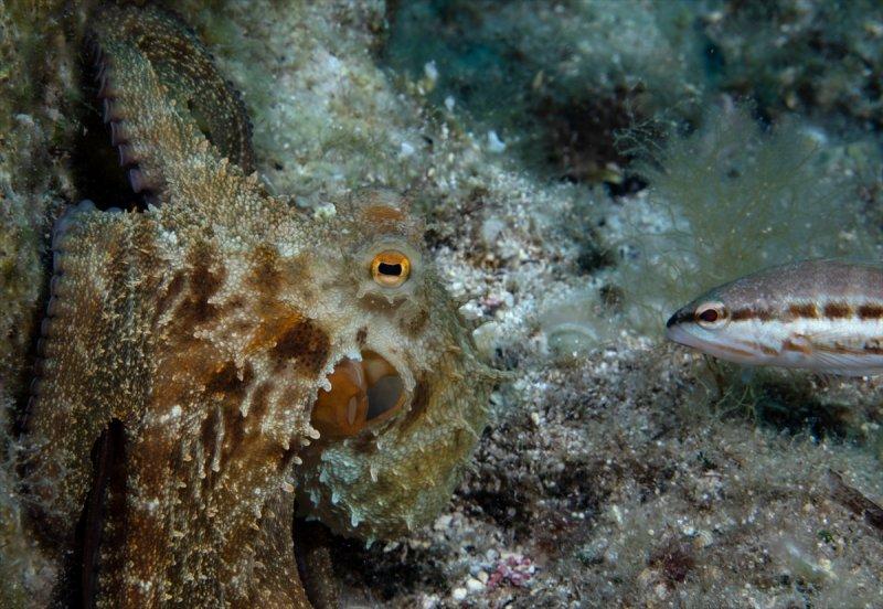 Aslan balığı, dalgıçların kadrajına girdi