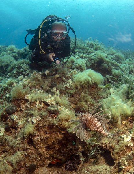 Aslan balığı, dalgıçların kadrajına girdi