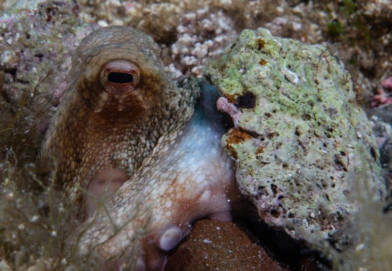 Aslan balığı, dalgıçların kadrajına girdi