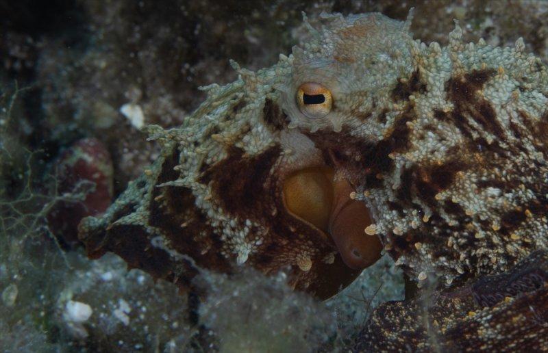 Aslan balığı, dalgıçların kadrajına girdi