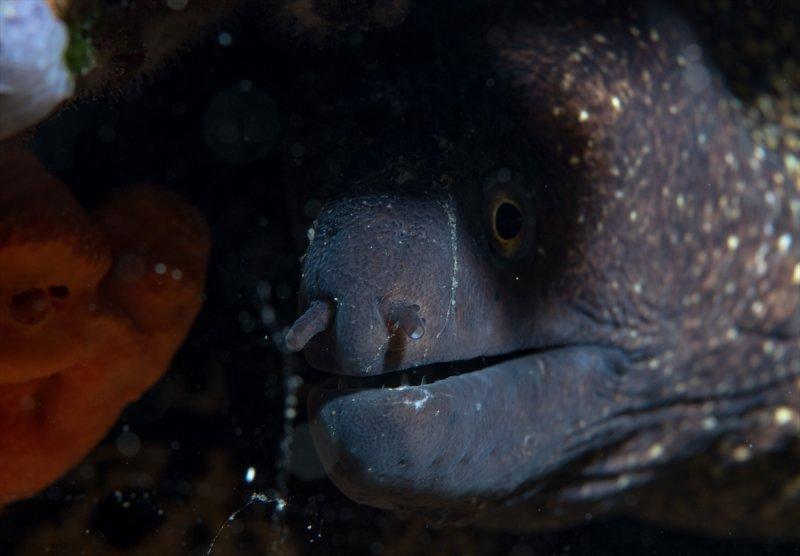 Aslan balığı, dalgıçların kadrajına girdi