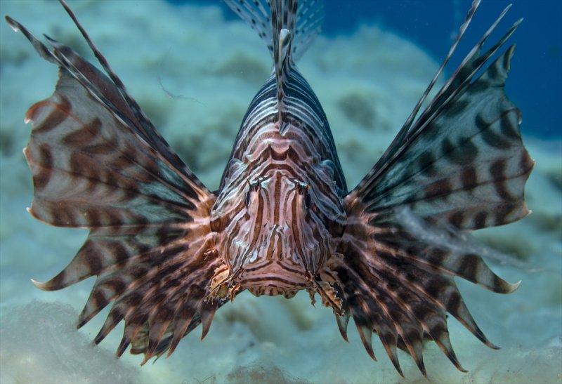Aslan balığı, dalgıçların kadrajına girdi