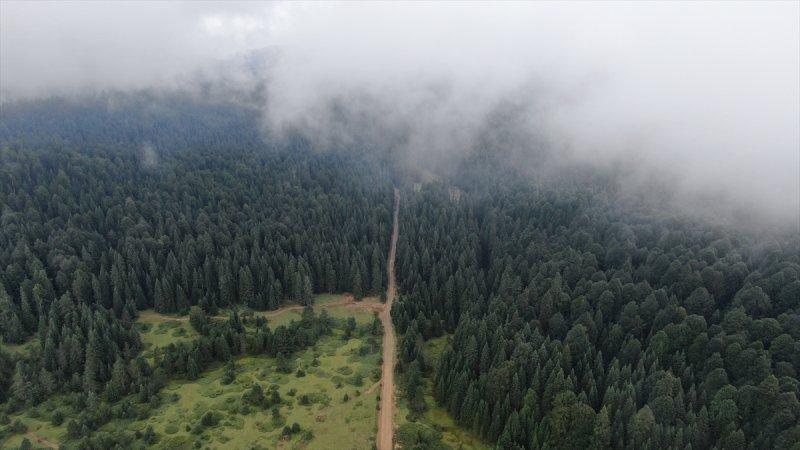 Karadeniz yaylaları sis altında