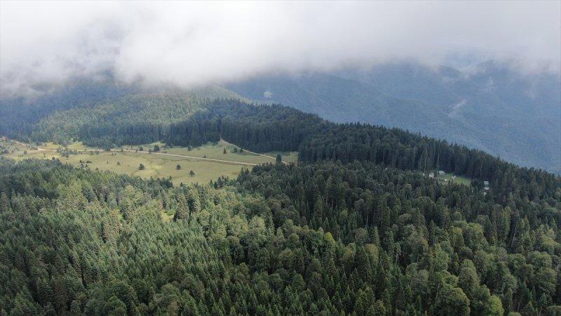 Karadeniz yaylaları sis altında