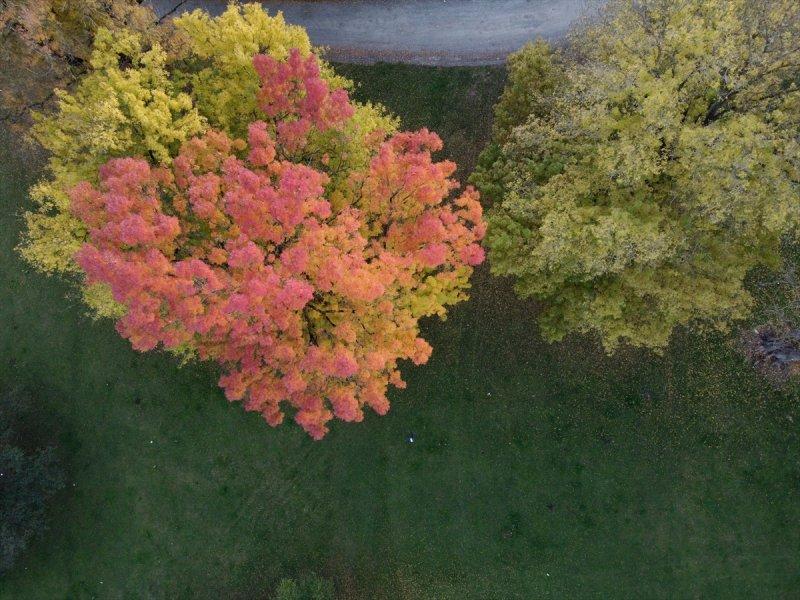 Efteni Gölü, sonbaharın büyülü renklerine büründü