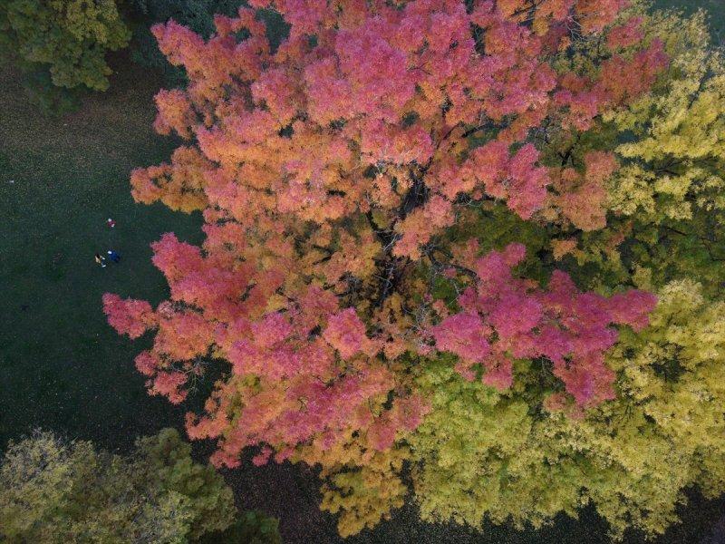 Efteni Gölü, sonbaharın büyülü renklerine büründü