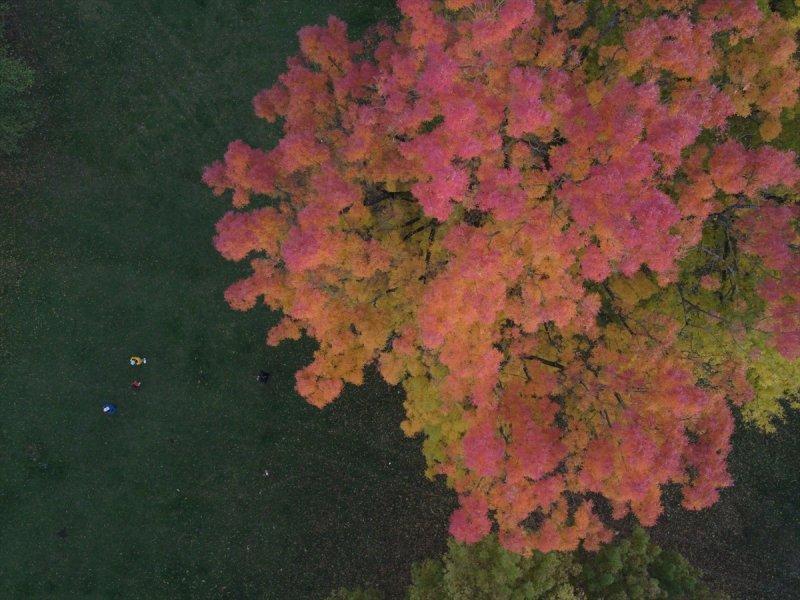 Efteni Gölü, sonbaharın büyülü renklerine büründü