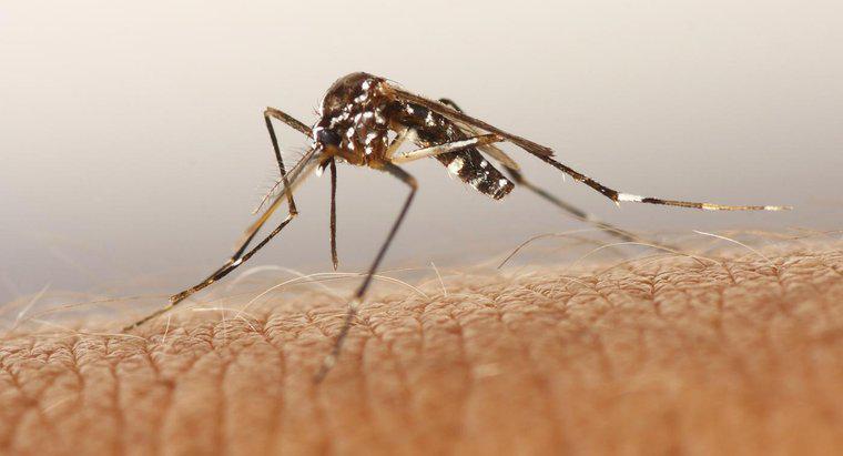 Sinek ısırdı, hayatı karardı! Yüzünü gören kafasını çeviriyor...