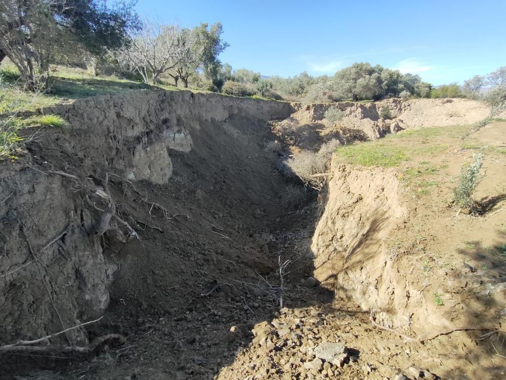 Depremin şiddeti bir kez daha ortaya çıktı! Hatay'da fay yarıkları ağaçları yuttu