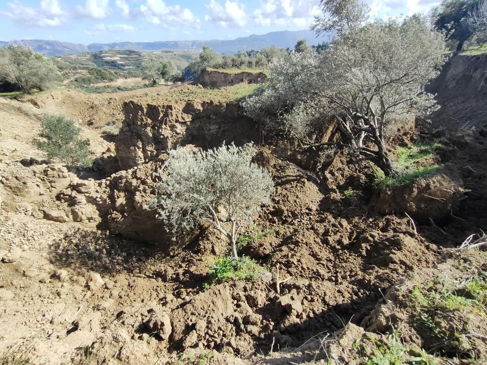 Depremin şiddeti bir kez daha ortaya çıktı! Hatay'da fay yarıkları ağaçları yuttu