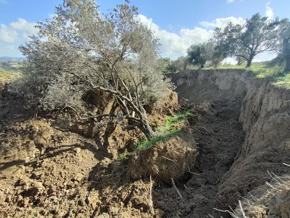 Depremin şiddeti bir kez daha ortaya çıktı! Hatay'da fay yarıkları ağaçları yuttu