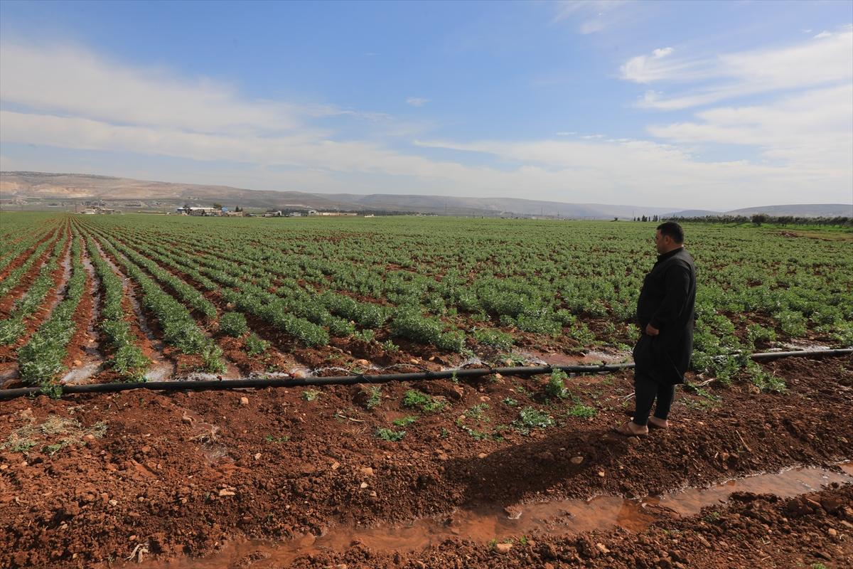 5 yıl geçti: Afrin'de huzur hakim