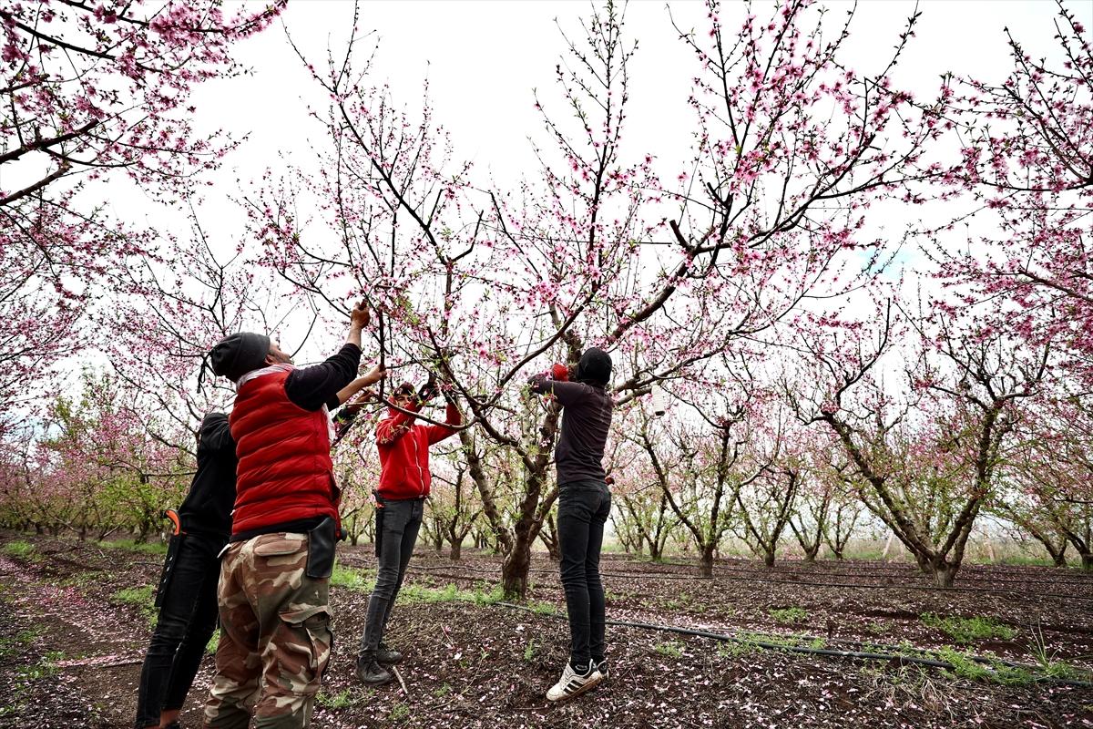 Depremin ardından doğa canlandı! Hatay'ın Amik Ovası'nda tarımsal faaliyetlere başlandı