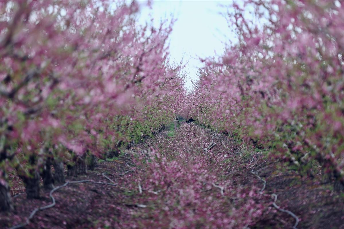 Depremin ardından doğa canlandı! Hatay'ın Amik Ovası'nda tarımsal faaliyetlere başlandı