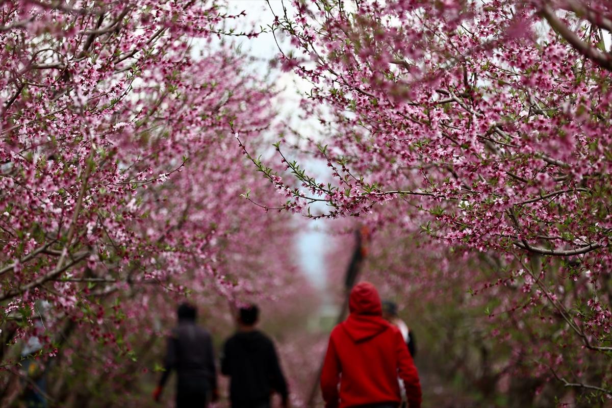 Depremin ardından doğa canlandı! Hatay'ın Amik Ovası'nda tarımsal faaliyetlere başlandı