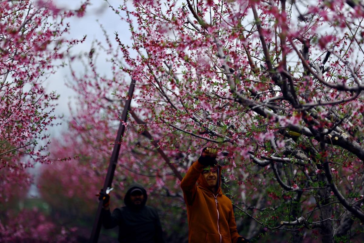 Depremin ardından doğa canlandı! Hatay'ın Amik Ovası'nda tarımsal faaliyetlere başlandı