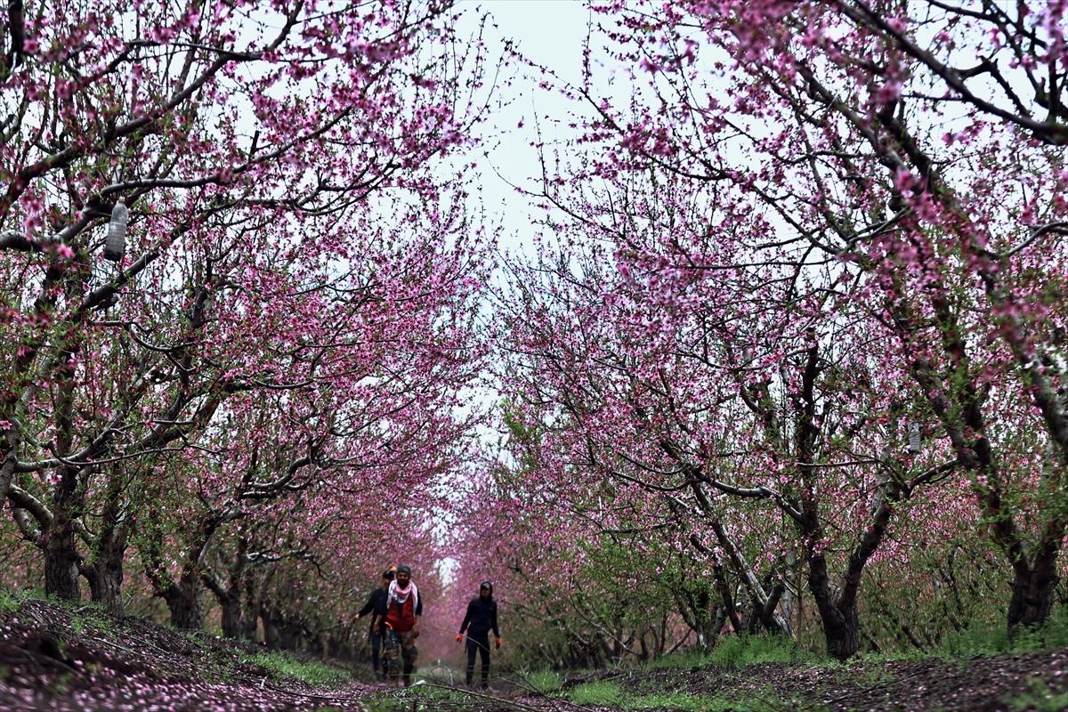 Depremin ardından doğa canlandı! Hatay'ın Amik Ovası'nda tarımsal faaliyetlere başlandı