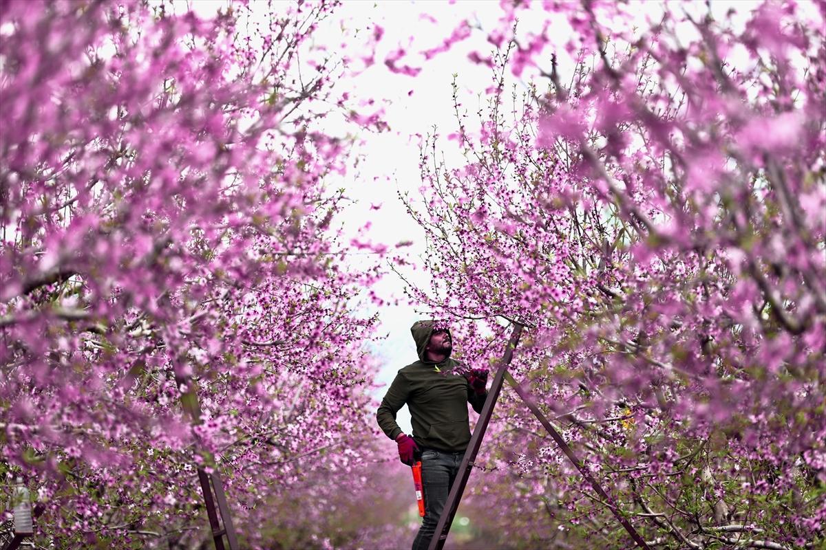 Depremin ardından doğa canlandı! Hatay'ın Amik Ovası'nda tarımsal faaliyetlere başlandı