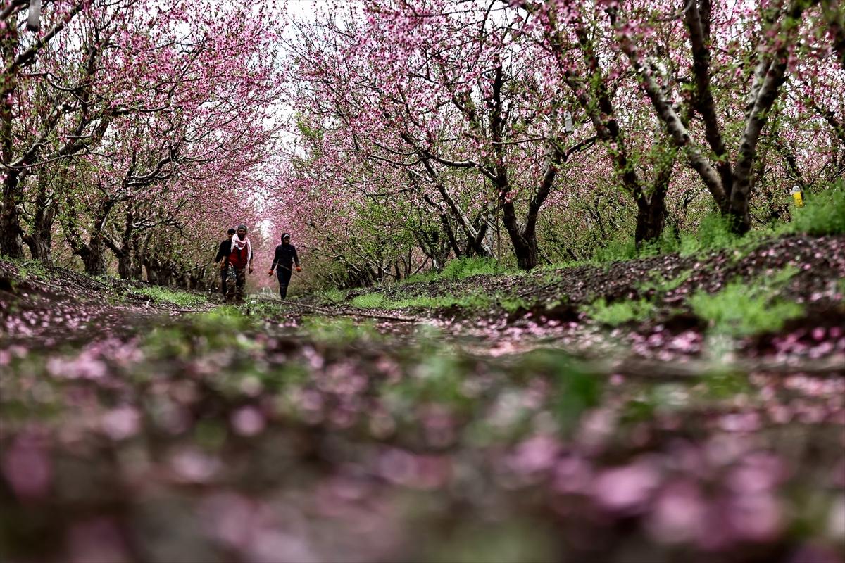 Depremin ardından doğa canlandı! Hatay'ın Amik Ovası'nda tarımsal faaliyetlere başlandı